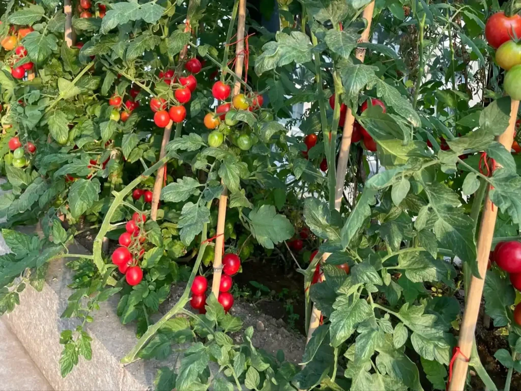 My vegetable garden