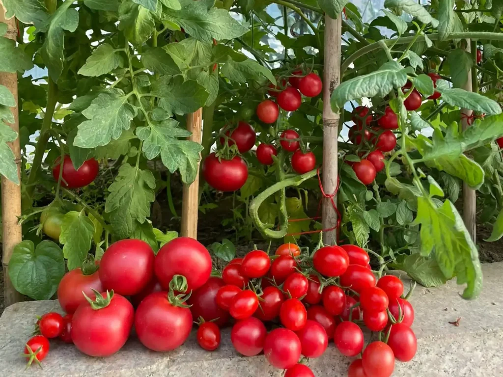 The tomatoes I planted