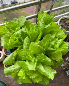 Abundant Harvest of Fresh Lettuce