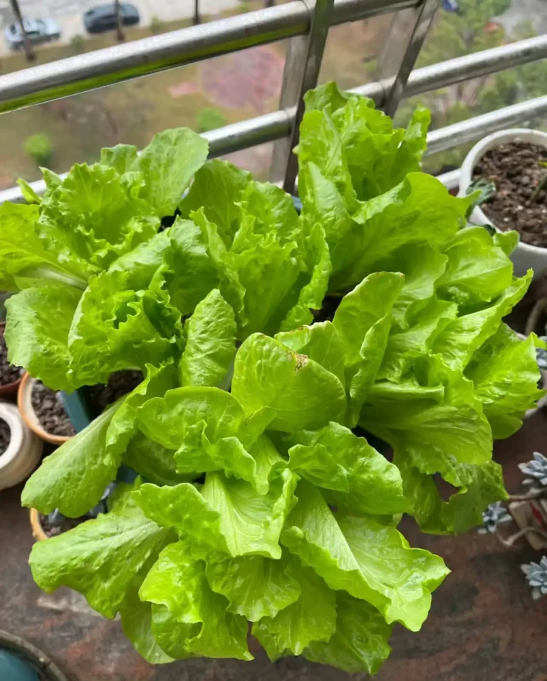 Abundant Harvest of Fresh Lettuce