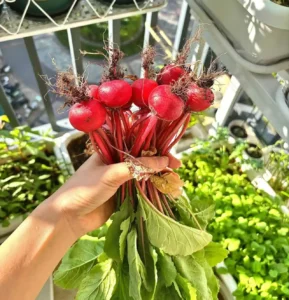 Balcony radish harvest