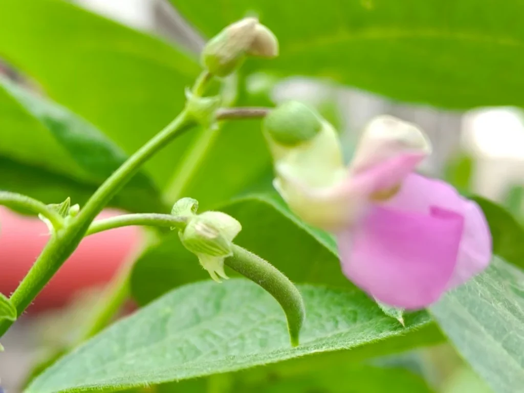 A macro shot of a pink bean blossom with a tiny, newly formed green bean pod emerging from its base