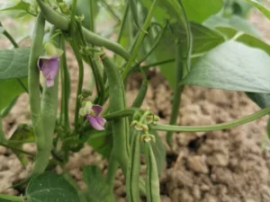 Bush Bean Plant Ready for Harvest