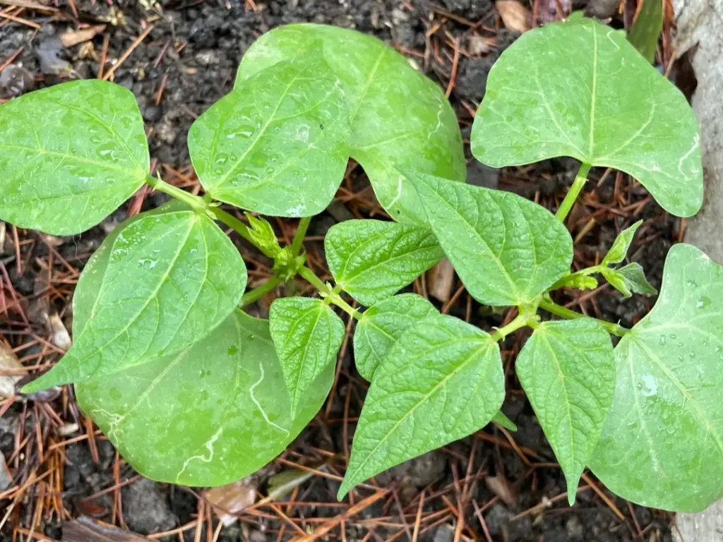 A cluster of young bush bean plants growing closely together, at the ideal stage for thinning to the strongest seedling