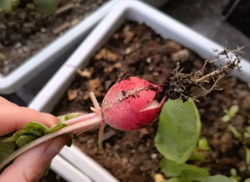 A red radish with a noticeable crack in its root.
