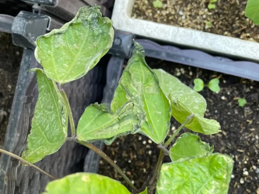 Close-up of bush bean leaves that are severely curled, mottled with yellow and light green patches, showing signs of disease like mosaic virus