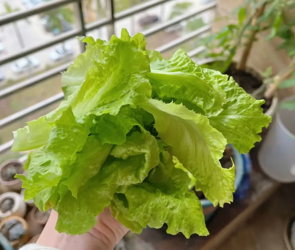 A hand holding a bunch of freshly picked, bright green lettuce leaves.