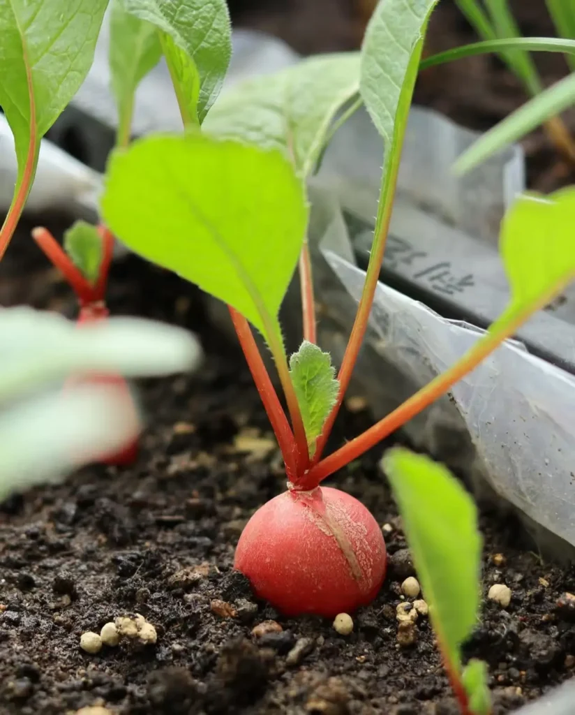 A close-up of a single cherry radish still in the soil, showing its round, bright red root just emerging from the dark earth, with green leaves and a few small white particles (possibly fertilizer) visible nearby.
