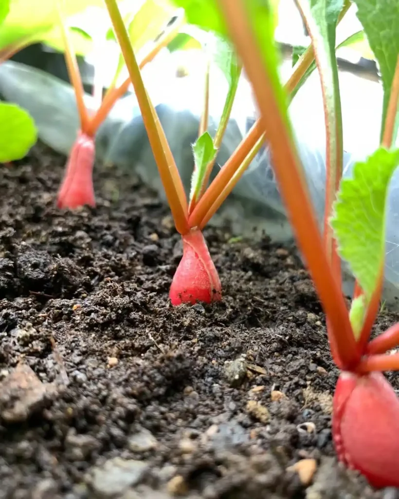 A close-up shot from the soil surface, showing the red stems of radishes and the small red roots that are just beginning to swell.