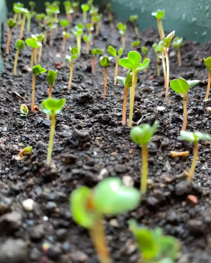 Many newly sprouted radish seedlings with thin stems and two cotyledons, growing densely in soil.