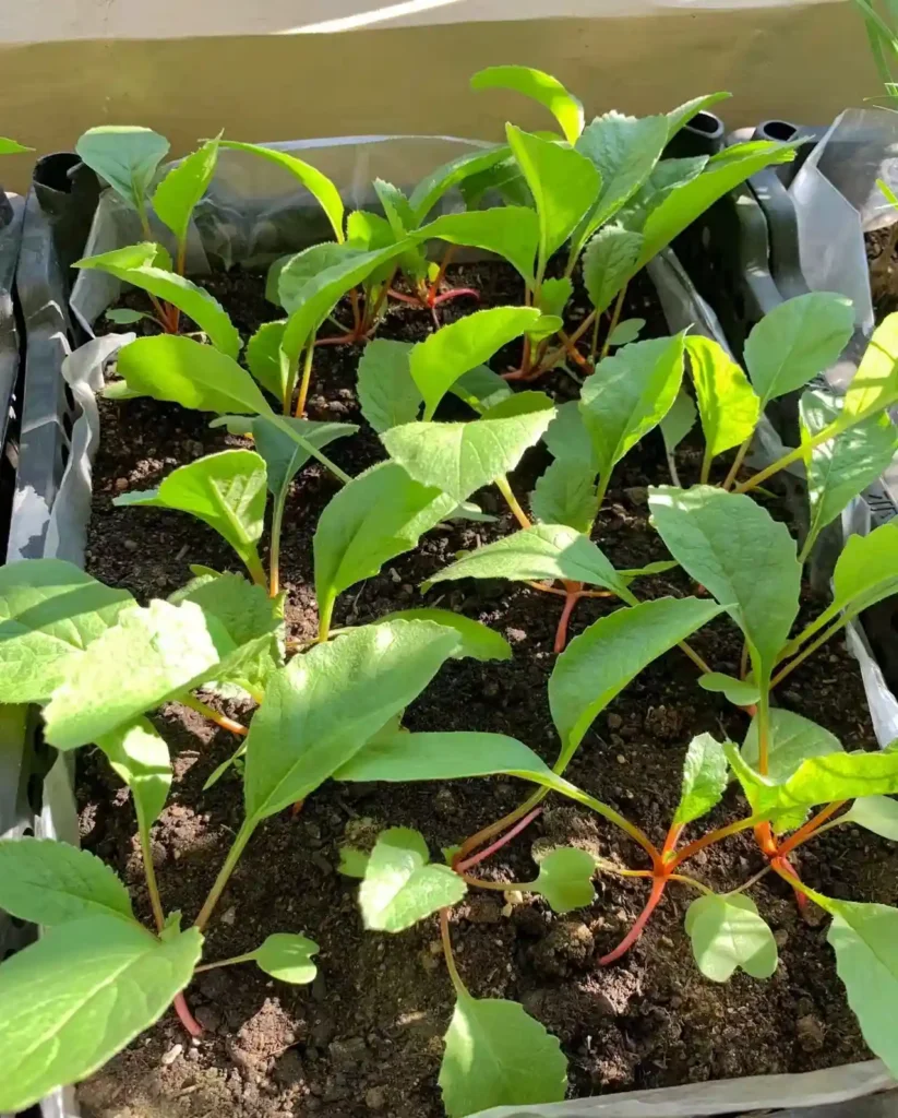 After thinning, several radish seedlings grow healthily in the soil of a pot, their leaves spread out and not overlapping.