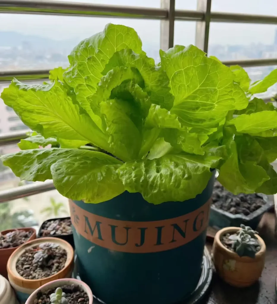 Lush, mature leaf lettuce plant in a pot, ready for harvesting.