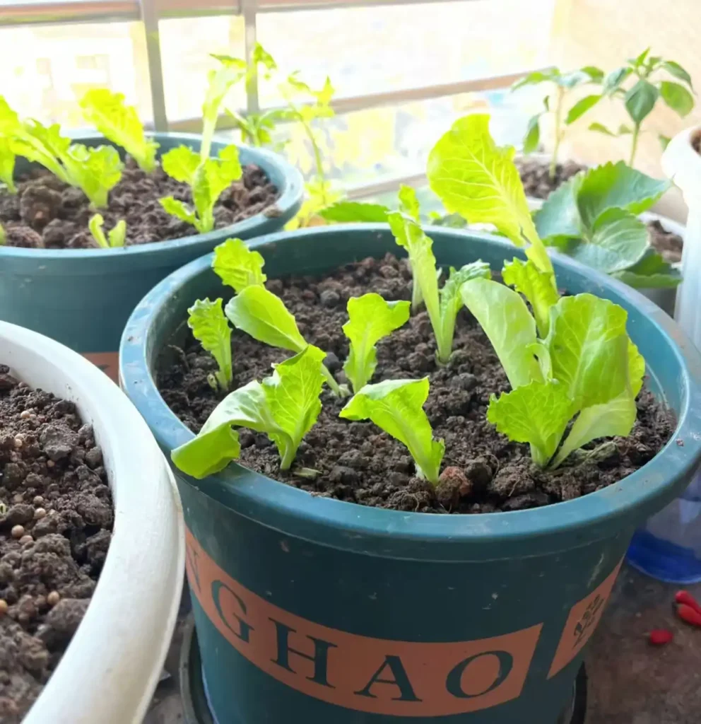 Several small, bright green lettuce seedlings emerging from the soil in a blue pot.