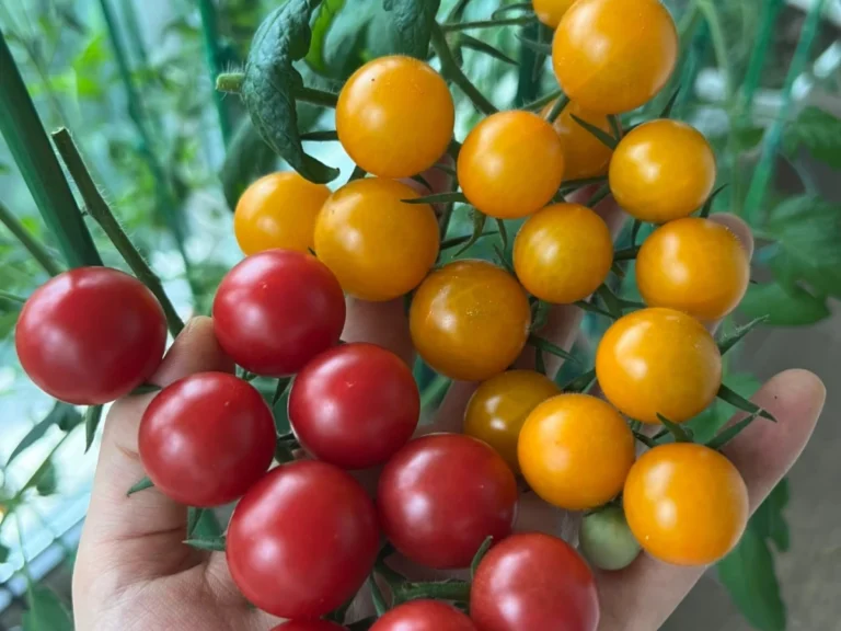 A Bountiful Harvest of Homegrown Cherry Tomatoes