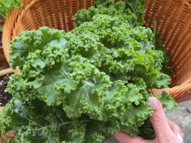 A Bountiful Harvest of Homegrown Kale