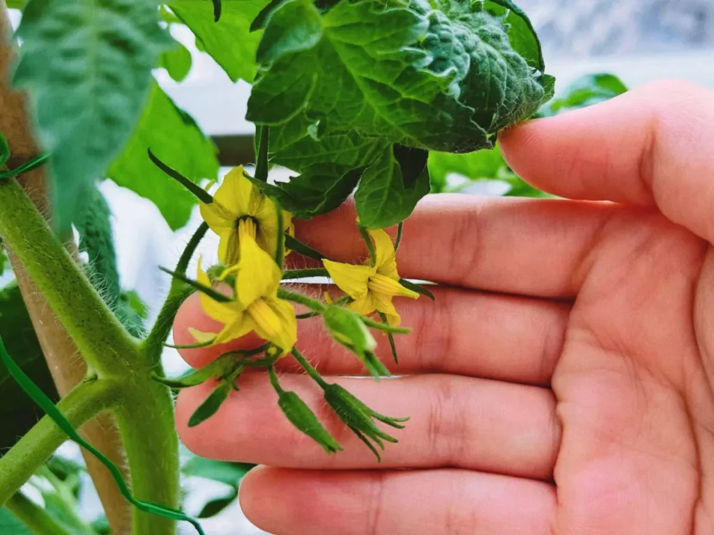 A hand gently holding a cluster of bright yellow tomato flowers on the vine, ready for pollination.