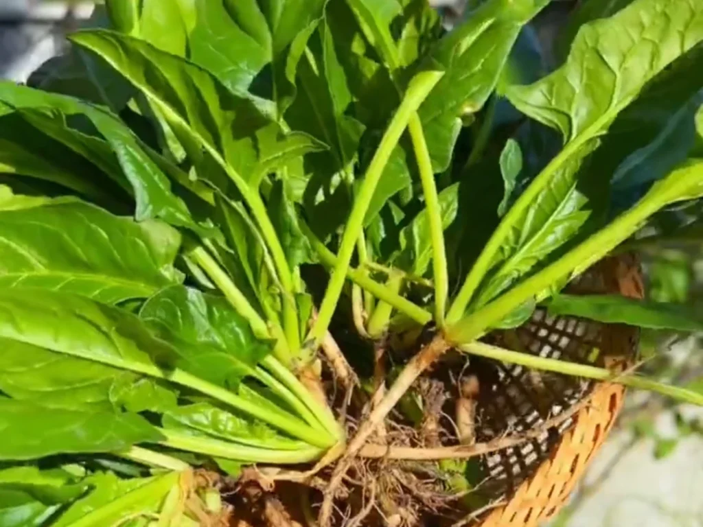 A bundle of freshly harvested spinach, showing the lush green leaves, stems, and the intact root system, held in a woven basket