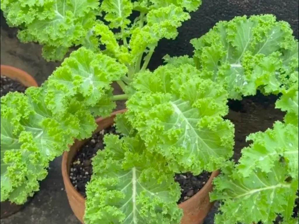 A lush, healthy curly kale plant with vibrant green, frilly leaves, growing in a terracotta pot