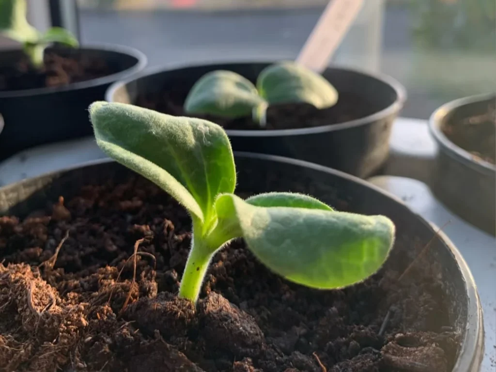 Close-up of a newly sprouted zucchini seedling with its first two cotyledon leaves unfolding in a small pot