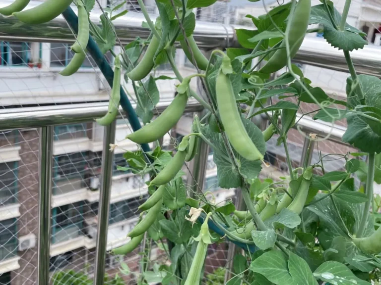 Abundant Harvest of Snap Peas on the Vine