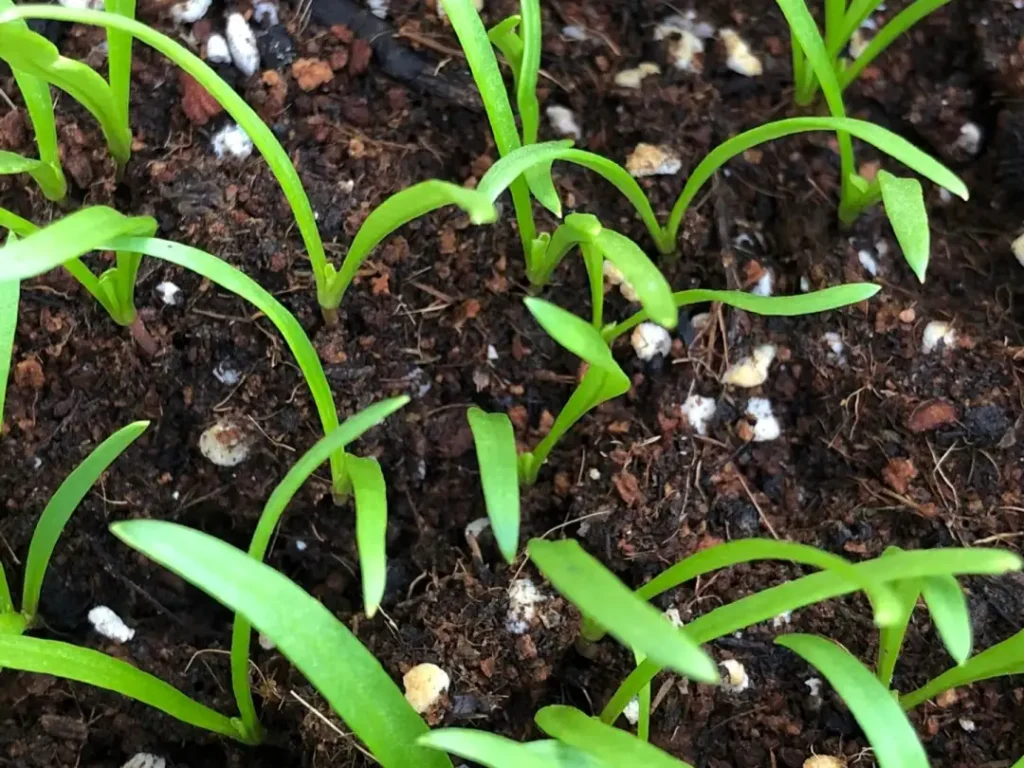 A macro shot of newly sprouted spinach seedlings showing their first two leaves (cotyledons) in rich, dark soil with perlite