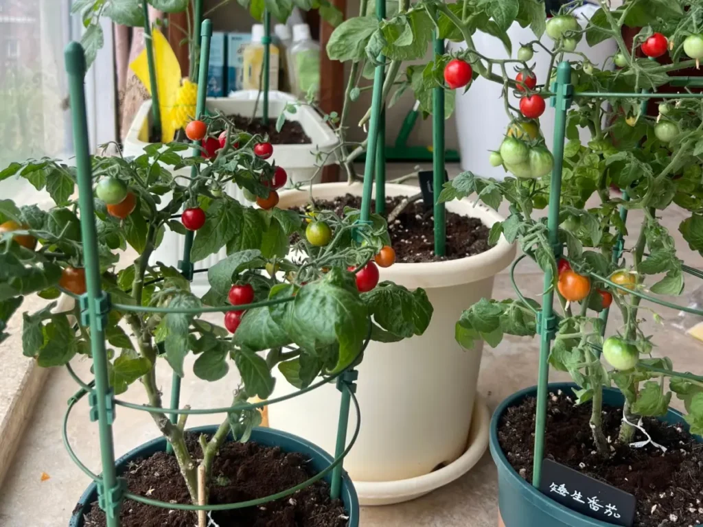 Three potted cherry tomato plants on a balcony, supported by green cages and laden with red and green fruits.