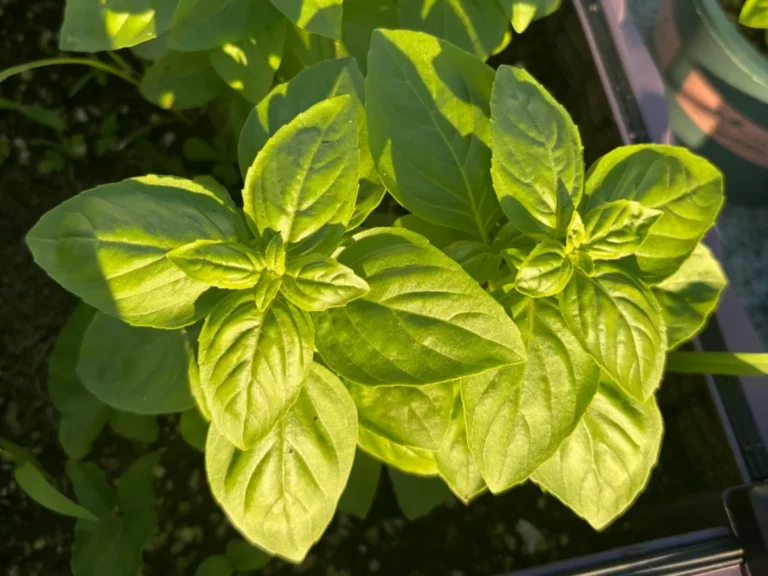 Fresh Basil Leaves Glistening in the Sun