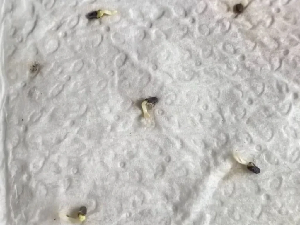 Several small black basil seeds sprouting tiny white roots on a wet paper towel.