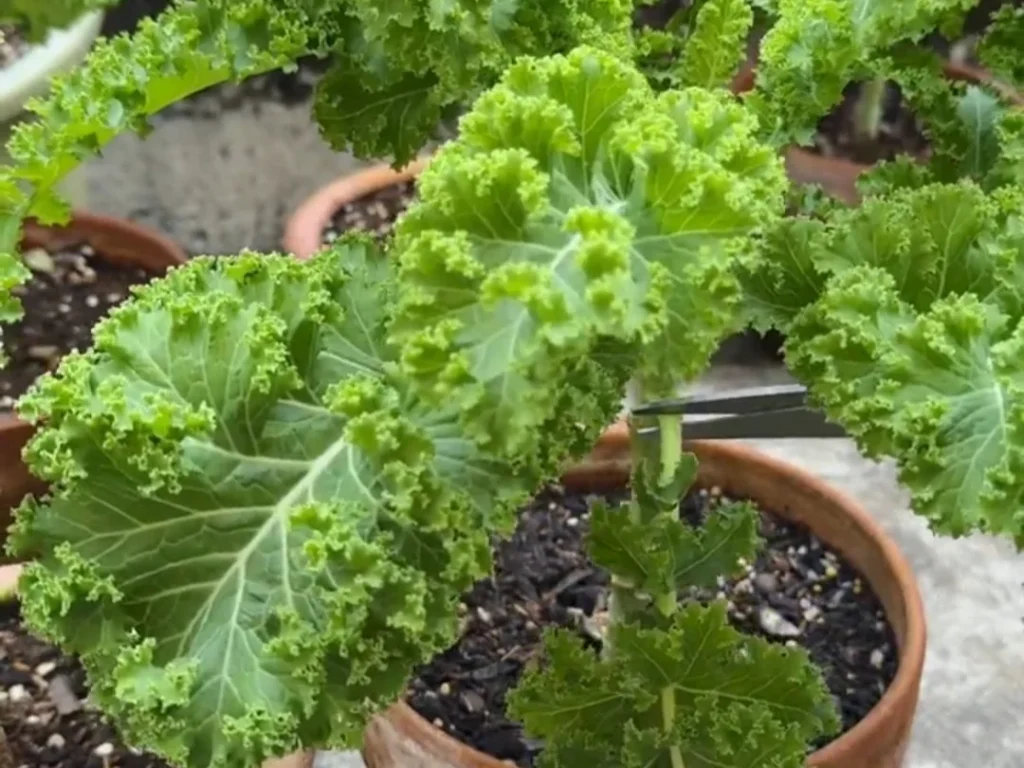 A hand using shears to harvest a mature outer leaf from a kale plant, leaving the central bud intact for continuous growth