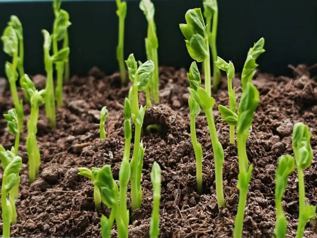 Numerous bright green pea seedlings emerging from dark, rich soil in a planter box.