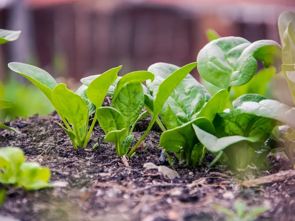 A close-up of several young, vibrant green spinach plants thriving in dark, rich garden soil with some mulch visible