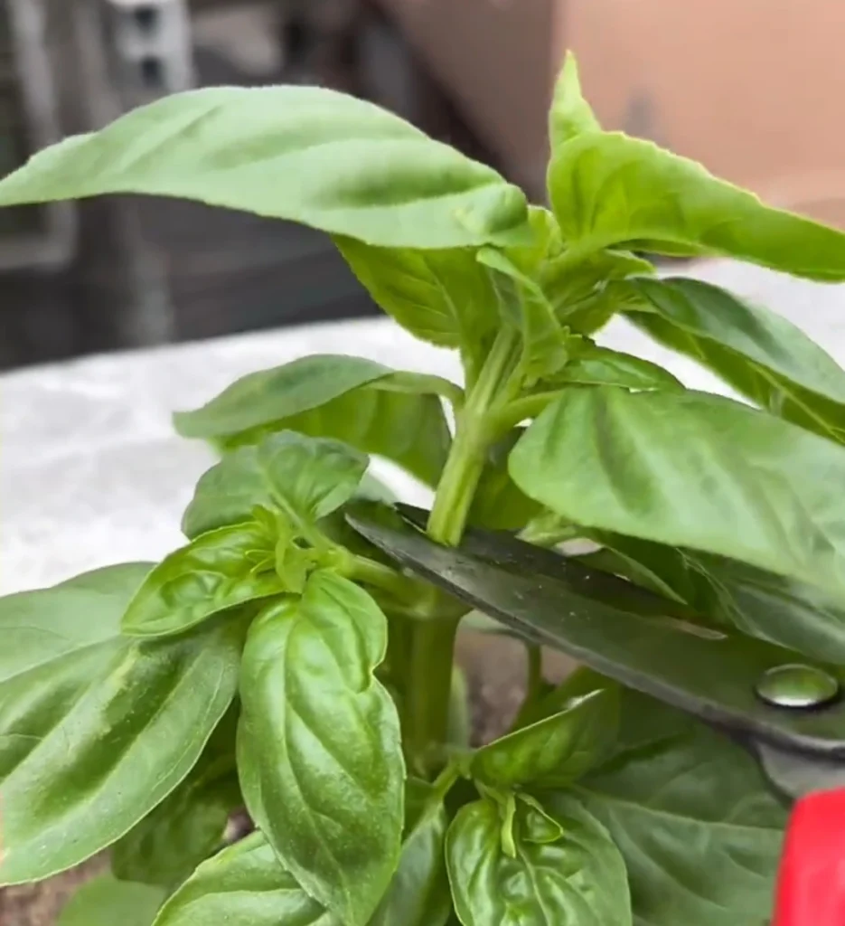 A pair of scissors cutting the main stem of a basil plant just above a pair of side leaves.