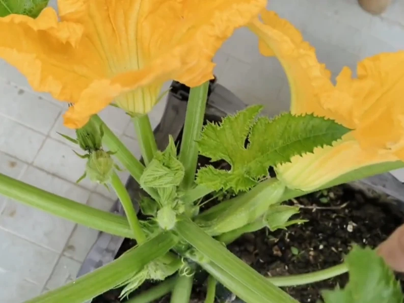 A zucchini plant showing a male flower on a long, thin stem (left) and a female flower with a tiny baby zucchini at its base (right)