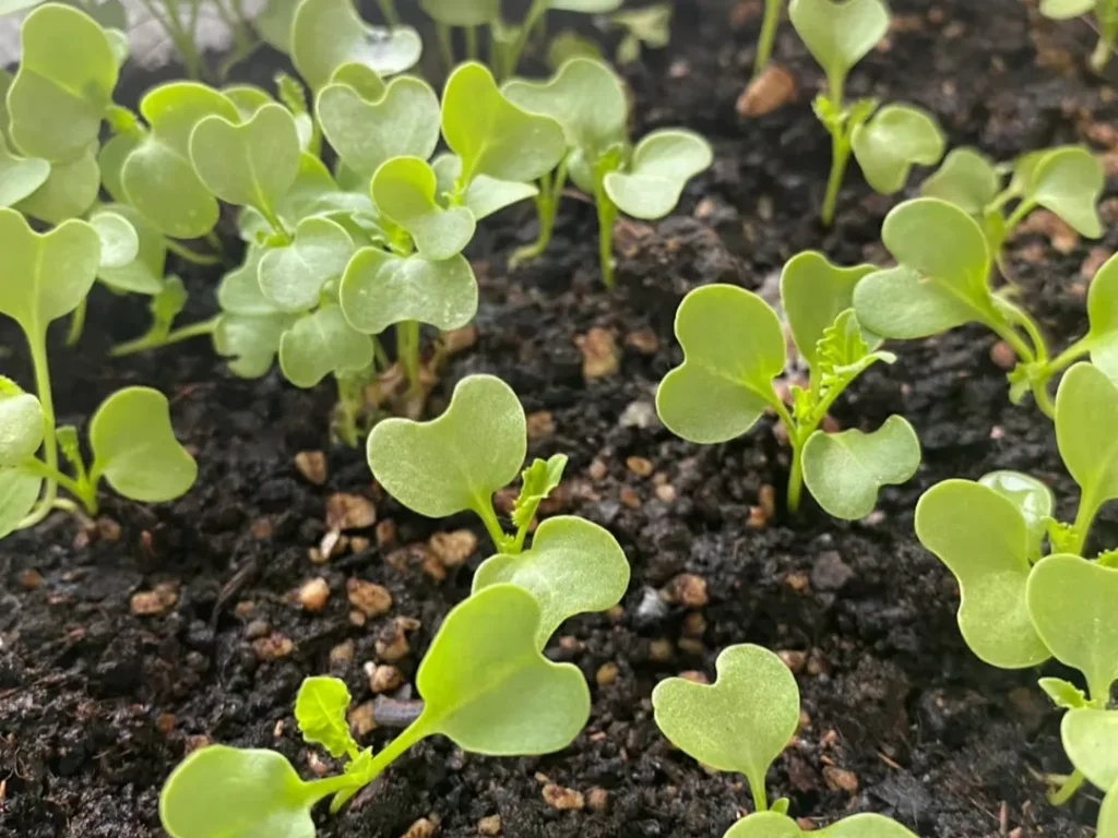 Close-up of newly sprouted kale seedlings with their first true leaves emerging from the soil