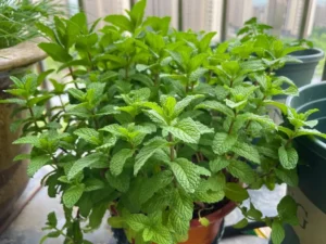 Lush Mint Plant Thriving on a Sunny Balcony