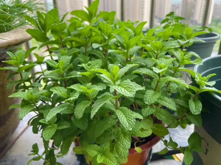 Lush Mint Plant Thriving on a Sunny Balcony