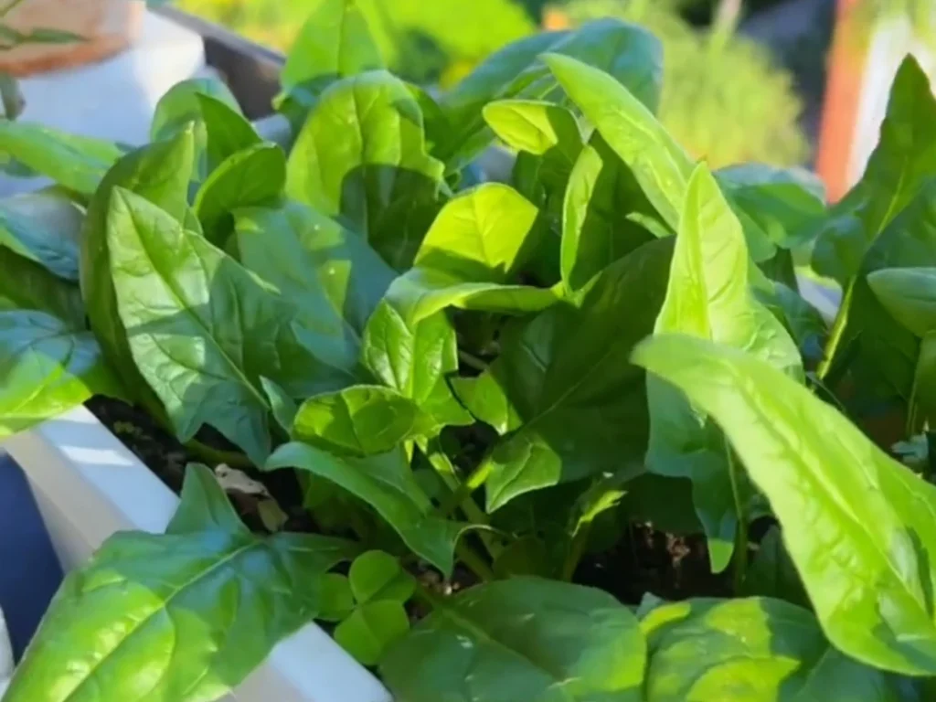 A thick cluster of mature, bright green spinach leaves filling a white rectangular container on a sunny balcony