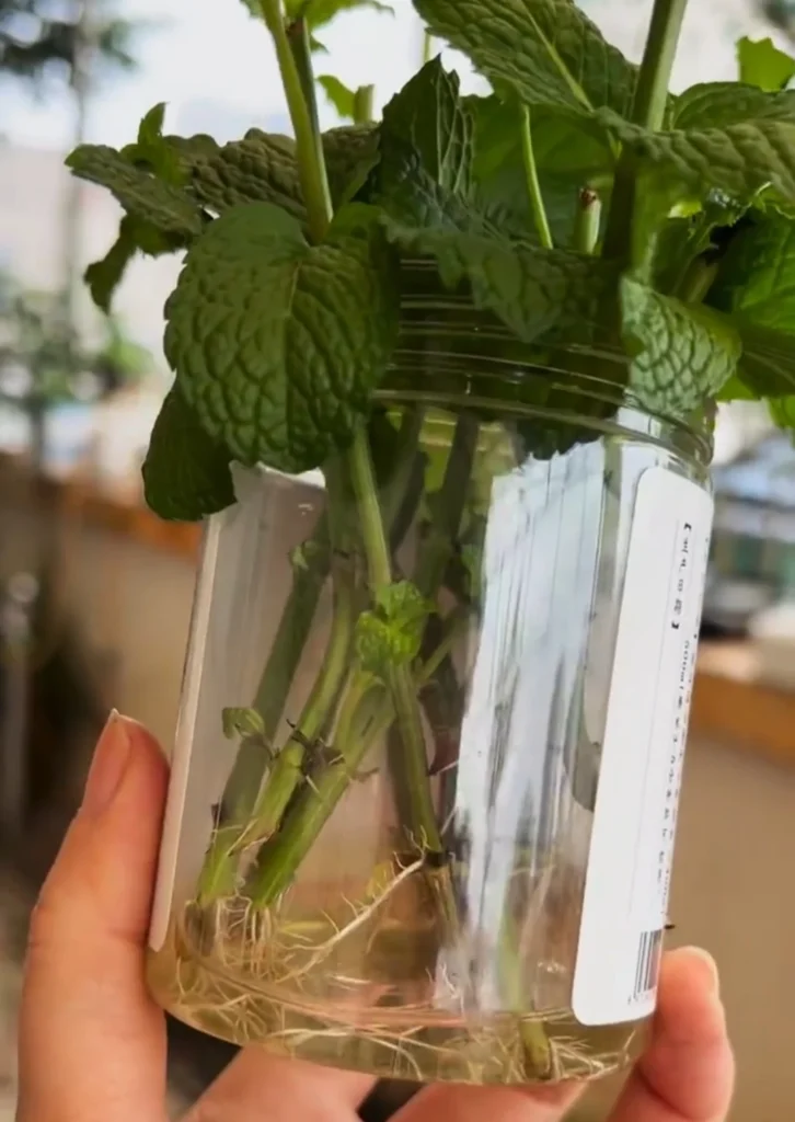 Several mint cuttings with healthy white roots growing in a glass of water.