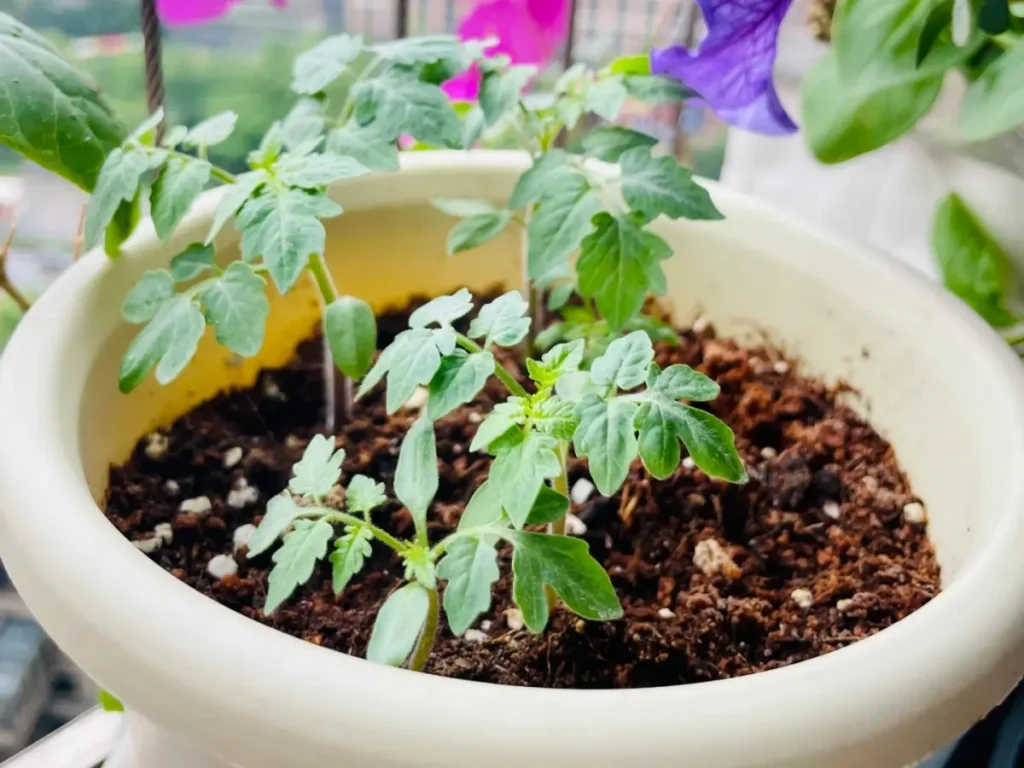 A close-up of several young tomato seedlings growing closely together in a single pot, ready to be thinned