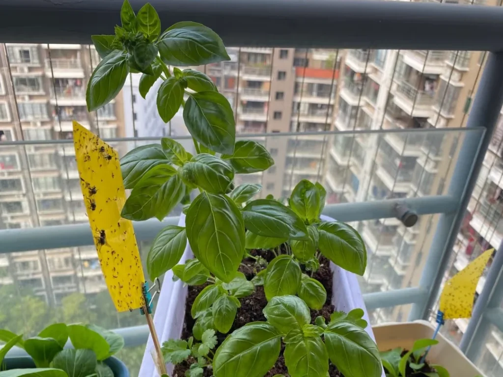 A basil plant growing on a balcony with a yellow sticky trap placed in the pot to catch flying insects
