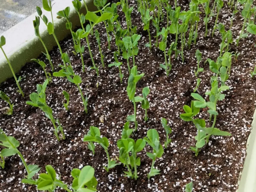 Young pea plants with their first sets of true leaves growing in potting mix with perlite.