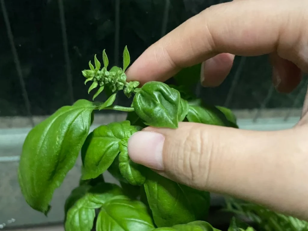 A close-up of a person's fingers pinching off the dense flower bud cluster at the top of a basil stem