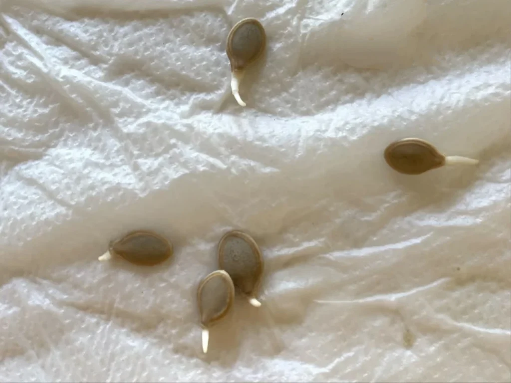 Zucchini seeds with small white roots emerging, sitting on a damp paper towel, demonstrating the pre-sprouting technique