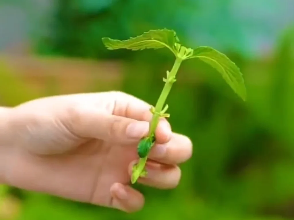 A hand holding a mint stem with the lower leaves removed.
