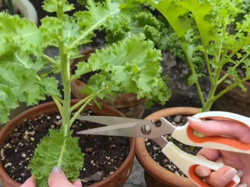 A person using scissors to carefully prune a small, lower leaf from the main stalk of a kale plant to improve air circulation