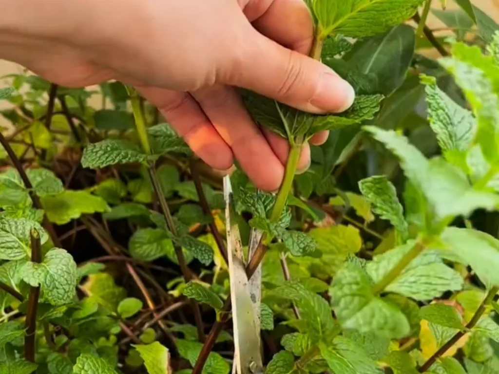 A pair of scissors snipping the top of a mint stem just above a set of leaves.