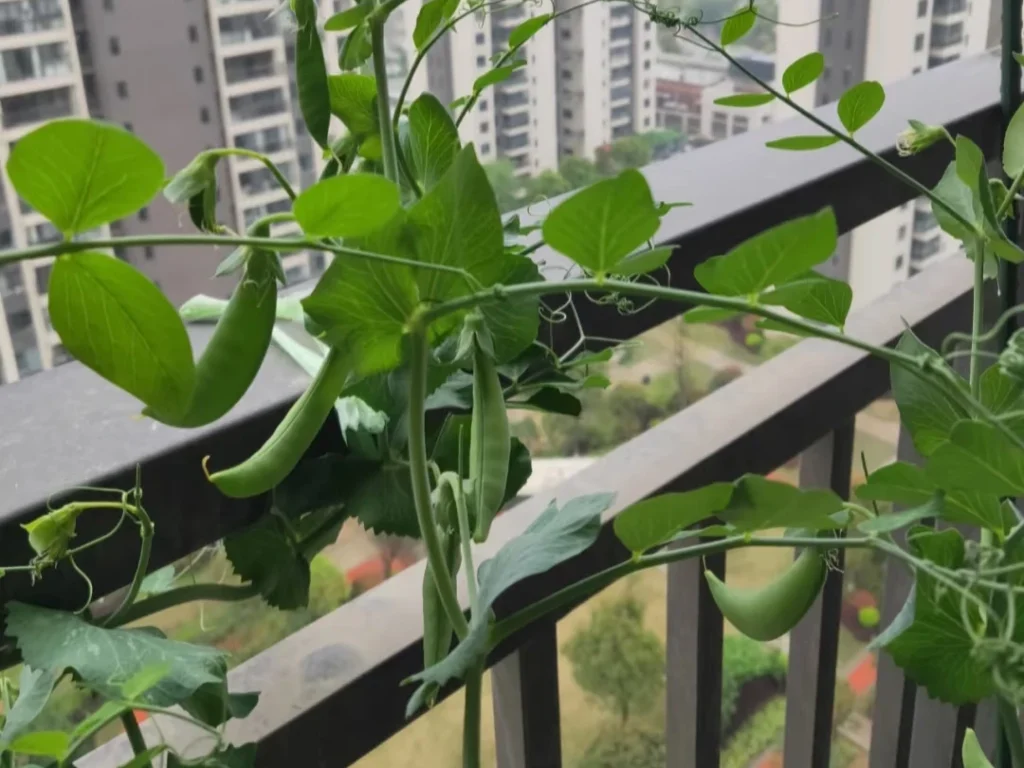 A pea vine with several developing green snap pea pods and delicate tendrils clinging to a support.
