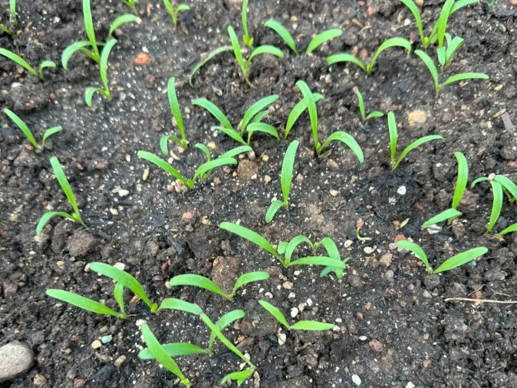 Young spinach seedlings sprouting from the soil in neat, parallel rows in a garden bed.