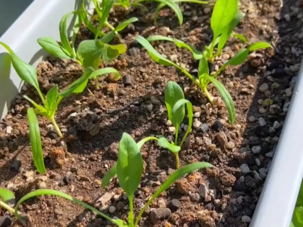 Spinach seedlings with their first true leaves growing in a white planter, at the ideal stage for thinning