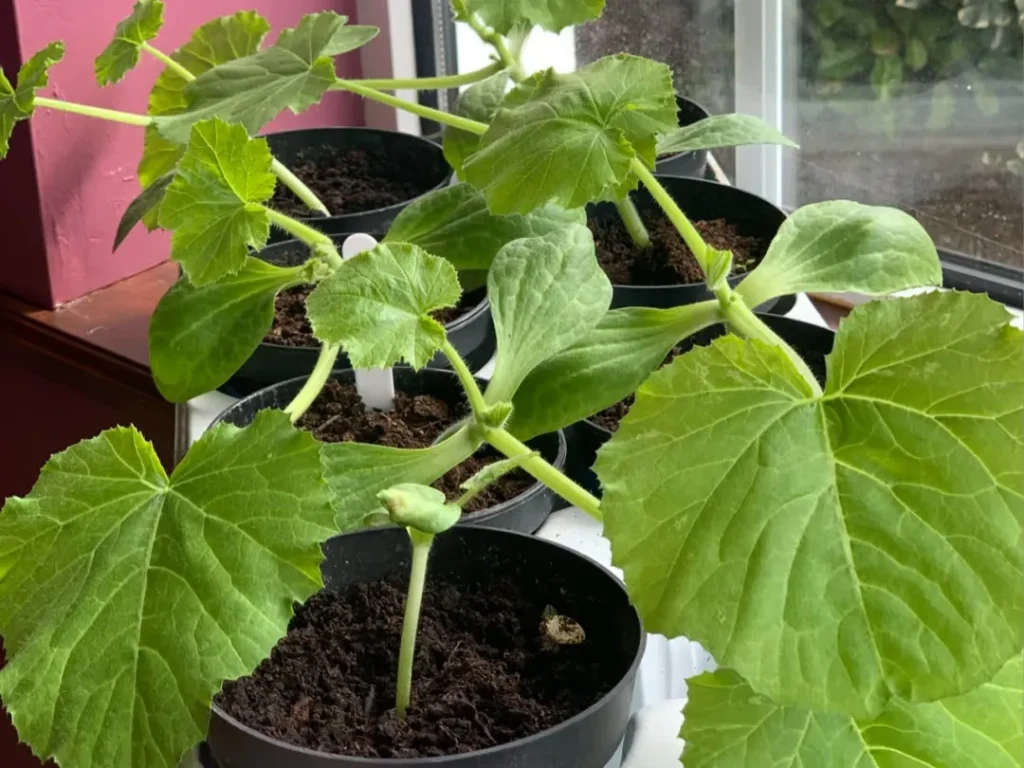 A tray of vigorous, healthy zucchini seedlings that have developed several sets of true leaves, indicating they are well-established
